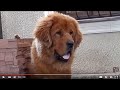 藏獒 The jealous Tibetan mastiff. ТИБЕТСКИЙ МАСТИФ Галсан, 8 мес.Одесса.