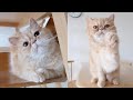 😍🐱 Adorable Exotic Shorthair Cat # 1 🐾💖 の動画、YouTube動画。