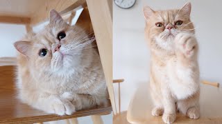 😍🐱 Adorable Exotic Shorthair Cat # 1 🐾💖 by Cats Paws 519 views 2 years ago 3 minutes, 3 seconds