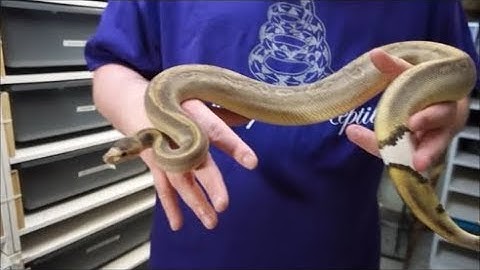 Meet our snakes CHAMPAGNE ball python.  With a ringer!