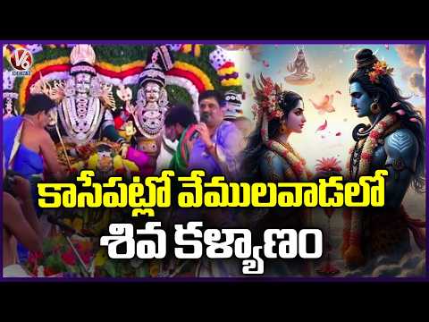 Shiva Kalyana Mahotsavam  In Vemulawada Rajanna Temple Today | V6 News - V6NEWSTELUGU