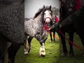 Maiores cavalos do mundo!! #animais #curiosidades #cavalo