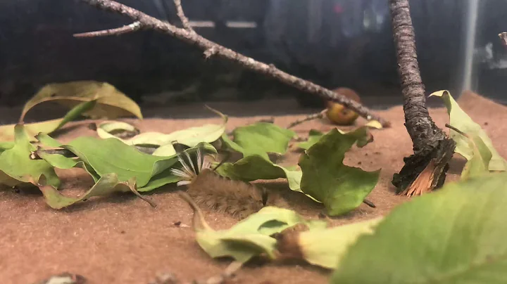 Caddi eating a leaf