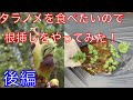 《山菜》タラの芽を食べたいので根挿しで増やしたい！後編