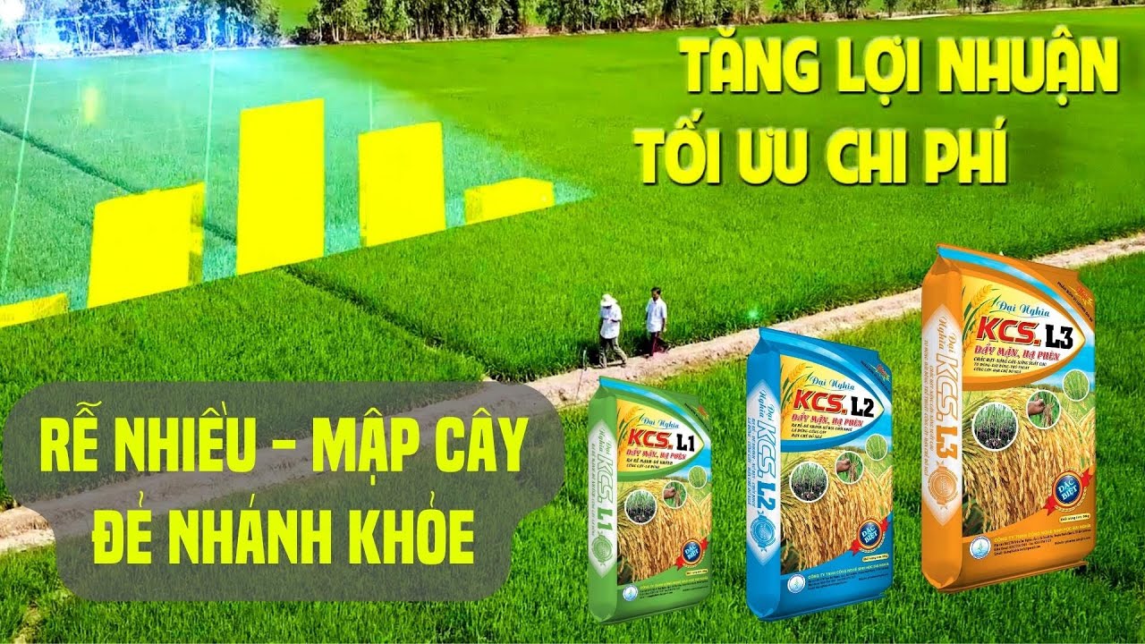 LÚA 20 - 30 NGÀY RỄ NHIỀU - ĐẺ NHÁNH KHỎE| Thăm đồng huyện Hồng Ngự ...