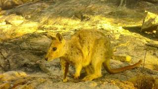 Ef Yurtdışı Dil Okulları - Crocs - Cairns