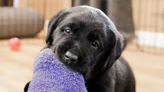 Labrador Puppies Just Like To Chew Your Toes!! by Life With Labradors 117,718 views 7 months ago 8 minutes, 53 seconds