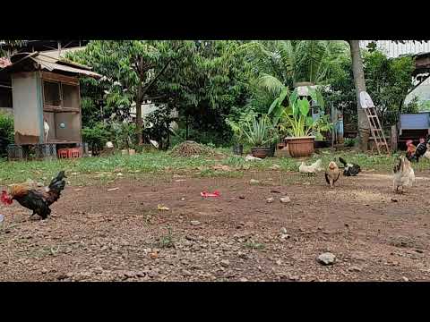 Video: Ayam Boyar