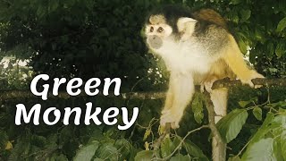 The green monkey is a representative of the monkey family
