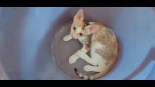 Kittens inside a Bucket 🪣😺 by CAT Lover 140 views 2 years ago 1 minute, 14 seconds