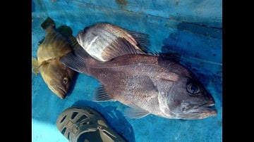 AE ĐakLắc Xuống Núi , Câu Cá Biển Ngoài Khơi Phú Yên Và cái Kết quá sướng