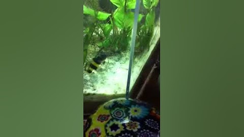 Bumblebee goby strike