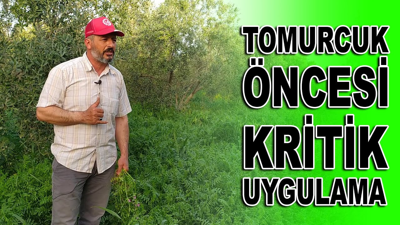 Zeytinde NPK + İz Element + Deniz Yosunu + İnsektisit Pamuklu Bit Uygulaması