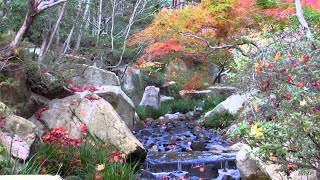 Wang Xu-dong × Moonbathing (Relaxing, soothing music)