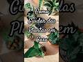 Cuidados com Plantas: Mantenha Sua Decoração Sempre Linda -BeBoho Estilo de Vida