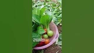 alhamdulillah ya guysss, berkat hasil alam buk guys gak perlu keluar duit untuk masak sayur🤗