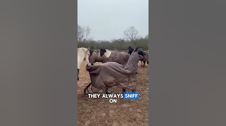 Farmers Disguised as a Fake Horse to Prank on Their Real Horses