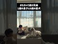 【癒し動画】1歳2ヶ月の息子とシーズー犬のおもちゃ遊び #shorts / Baby and dog.