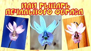 видео: ОРХИДЕИ. Орхидея Barkeria/Баркерия картинка: ОРХИДЕИ. Орхидея Barkeria/Баркерия