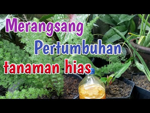 Video: Persiapan Yang Membantu Mempercepat Perkembangan Tanaman Dan Melindunginya Dari Penyakit