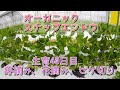 【スナップエンドウ #3】 生育40日目後の管理作業 (芽摘み、花摘み、ヒゲ切り)