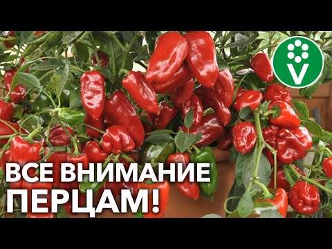 НЕ ЖАЛЕЙТЕ ВОДЫ И ФОРМИРУЙТЕ! Ищем коронный цветок, и другой уход за перцами в июне