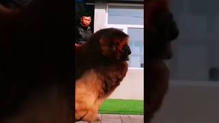 chinese mastiff dog,giant dog #trending #viral #dog ,Tibetan mastiff dog #shorts#viral #compilation