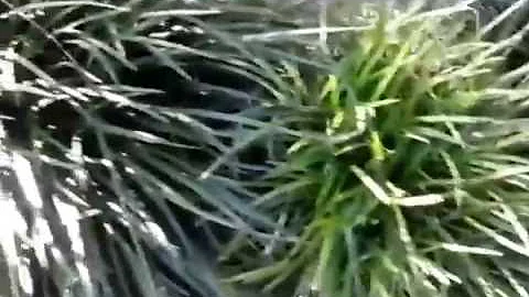 0329151724a