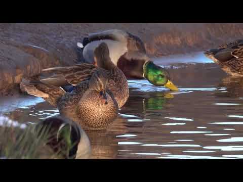 Video: Kādi Mītiski Putni Un To Pareģojumi Pastāv