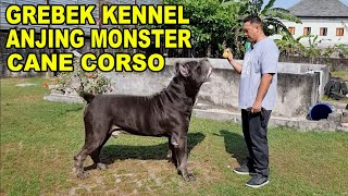 Grebek Kennel Anjing Monster  CANE CORSO