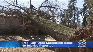 Tree Falls Onto Springfield Home