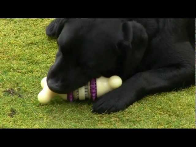 PetSafe Busy Buddy Bouncy Bone, 3-in-1 Dog Toy, Includes Treat