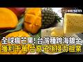 精華｜全球瘋芒果！台灣移民拓荒石垣島 沖繩水果原來源自台灣？台灣種跨海鍍金「獲利千萬」！台裔子孫接力繼承祖業｜三立新聞LIVE