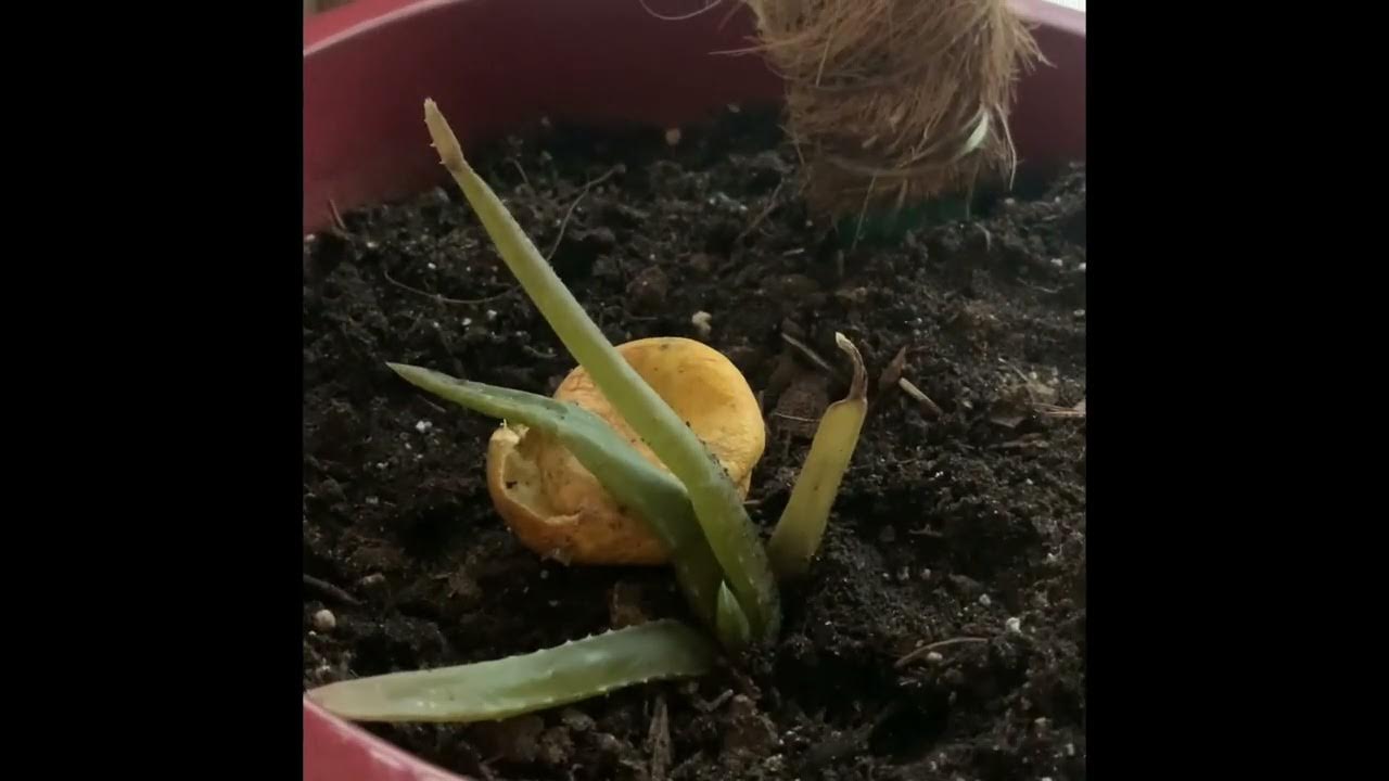 Using Colloidal Silver On Plants MeticFace Relates (12/10/22) YouTube