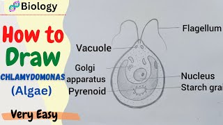 Algae Diagram Labelled