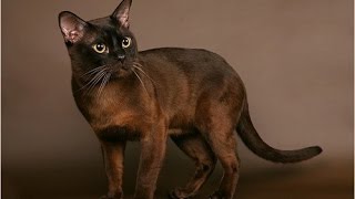 Burmese cat / Бурманская кошка Burmese cat / Бурманская кошка