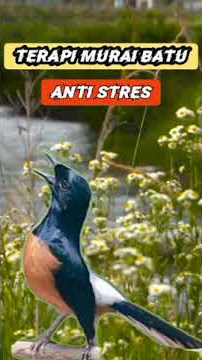 ANTI STRES, LANGSUNG RESPON !!! TERAPI MURAI BATU ANTI STRES#murai #muraibatugacor #muraibatu #bird