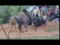 Mukhla  vs bloin boi  khliehumbuit  iadawmasi today  iaturmasi today bullfighting