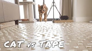 CAT VS TAPE FLOOR CHALLENGE || FUNNY CAT FAILS CHALLENGE | Cute Cat Reaction to Tape |TheMingmingCo. by TheMingmingCo. 414 views 3 years ago 3 minutes, 7 seconds