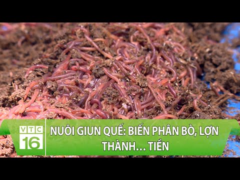 Video: Côn TrùngTrùn Quế - Làm Gì Đối Với Bọ Trong Phân Trùn