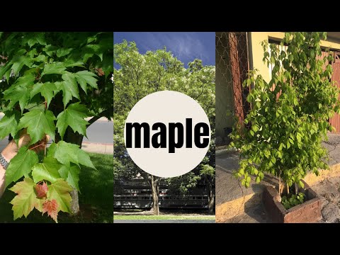 Video: Arce canadiense - un árbol con muchas funciones