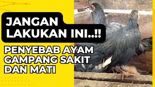 SEBAB AYAM GAMPANG SAKIT DAN MATI I PEMULA WAJIB TAU