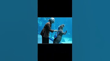 Capybara cưỡi cá heo #capybara