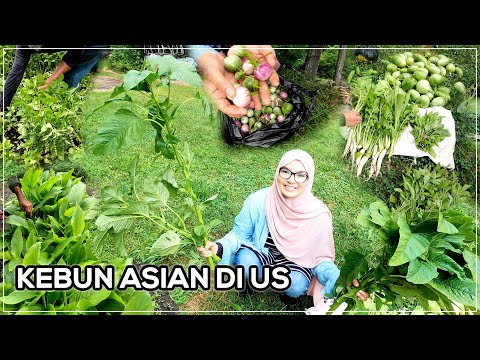 Ke Kebun Sayur Kampung Kita di Kebun Asian | Pucuk Kemangi pun Merimbun!