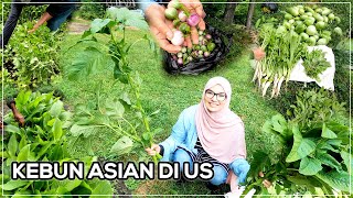 Ke Kebun Sayur Kampung Kita di Kebun Asian | Pucuk Kemangi pun Merimbun!