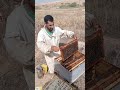 أسباب عدم تطور طائفة النحل اكتشف الحلول لإنقاذ الخلية بنجاح أسباب عدم تطور طائفة النحل اكتشف الحلول لإنقاذ الخلية بنجاح