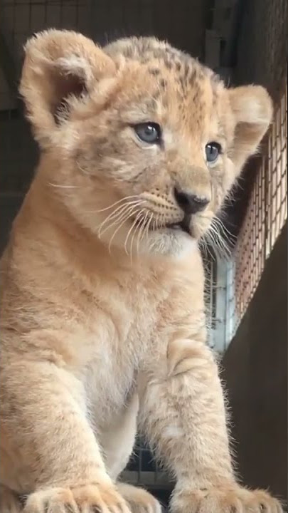 شبل الاسد... البراءة عند الصغار