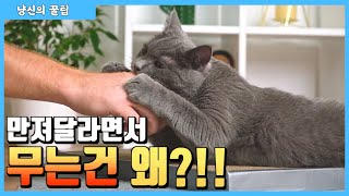 만져달라면서 고양이는 왜 무는 걸까? feat. 포뇨 솔루션