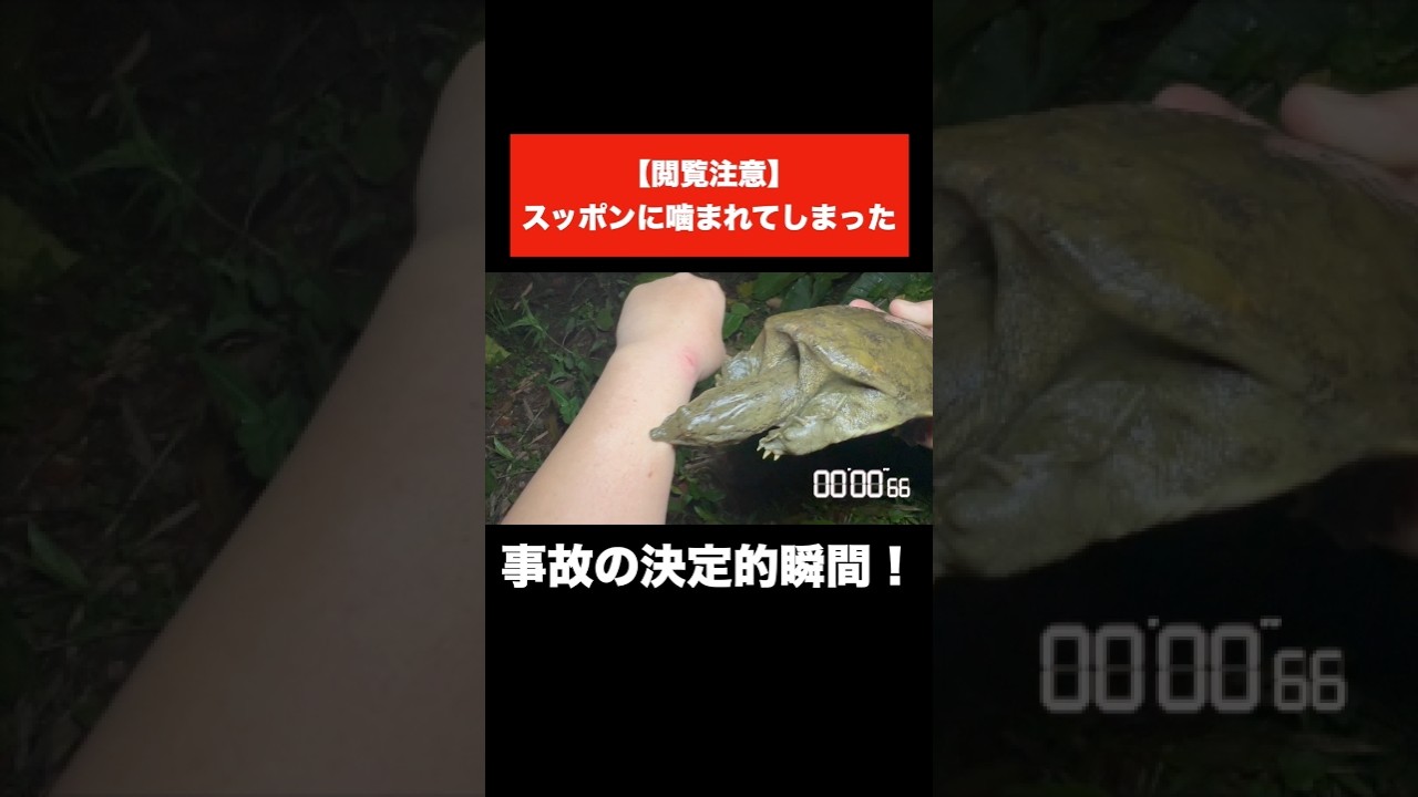 ⚠️事故の瞬間⚠️スッポンに噛まれるとこんなに危険です