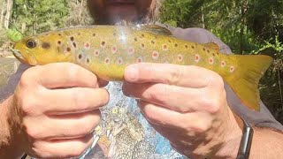 CRAZY TROUT FISHING TURNS TO DISASTER PART 1 by Noojee Bushgoods 560 views 3 months ago 13 minutes, 5 seconds